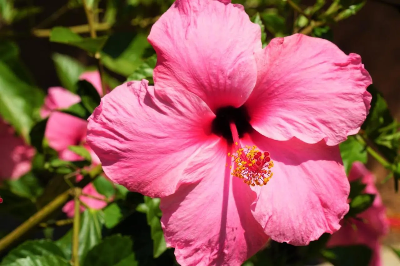 Agroturismo Finca Sa Tanca Cala D´Or Espagne
